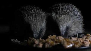 'Hedgehog Street TIP: Help hedgehogs by putting out some extra food'