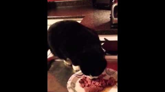 'Cat loves food yum yum yum'