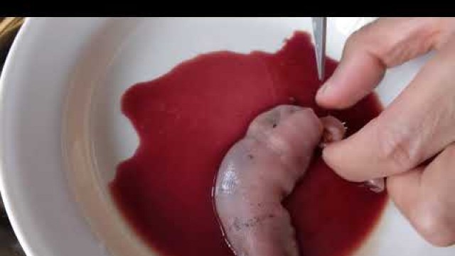 'Gutting and Preparing a Penis Fish - Innkeeper Worm - Urechis Unicinctus - 1080p updated'