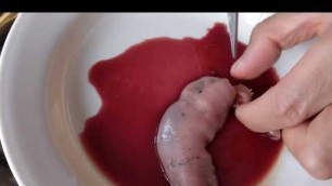 'Gutting and Preparing a Penis Fish - Innkeeper Worm - Urechis Unicinctus - 1080p updated'