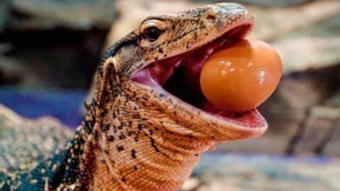 'SURPRISING MY GIANT LIZARD WITH STRANGE FOOD OPTIONS!! | BRIAN BARCZYK'