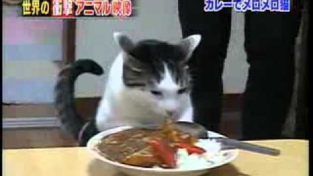 'Cat Loves Food'