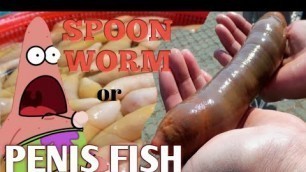 'SPOON WORM or PENIS FISH/ MALAKING BULATE??'