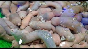 'PENIS FISH & SEA CUCUMBER Seafood Korea / Korean Street Food'