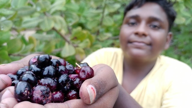 'நாவல் பழ வேட்டை|Jamun Fruit Hunting and making Halwa|நாவல் பழ அல்வா|Small Boy Suppu'