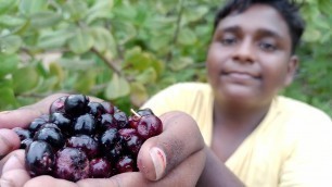 'நாவல் பழ வேட்டை|Jamun Fruit Hunting and making Halwa|நாவல் பழ அல்வா|Small Boy Suppu'