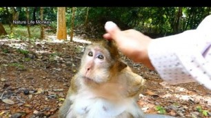 'Song Gentle touch comfort poor Brinn to relax&give extra food'