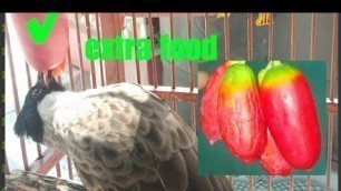 '(EXTRA FOOD)timun jawa'