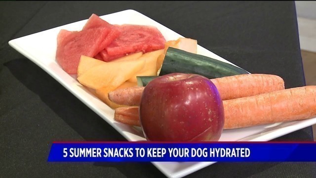 '5 Summer Snacks to Keep Dogs Hydrated with The Farmer\'s Dog'