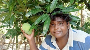 'திருட்டு மாங்காய் வேட்டை|Stealing Raw Mango From Unknown Person Garden|Village Food Safari'