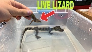 'FEEDING LIVE LIZARD TO CAIMAN GOES HORRIBLY WRONG!'