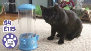 'Raw Cat Food Taste Test, Boo Loves The Triple Feeder, Stella Love The Touch Feeder * S4 E115'