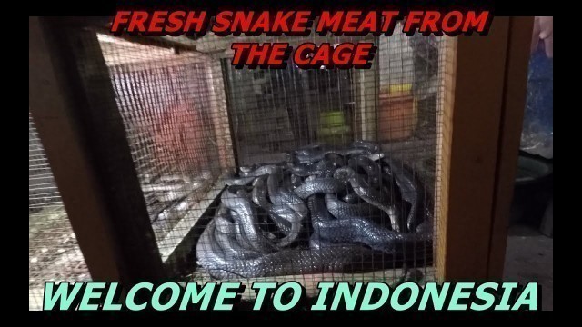 'Extreme Jakarta Street Food! (Fresh Cobra snake and Lizard) #engsub'