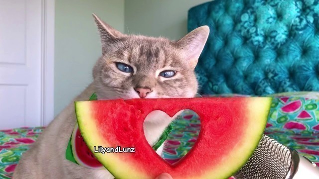 'ASMR - CAT LOVES WATERMELON'