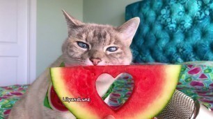 'ASMR - CAT LOVES WATERMELON'