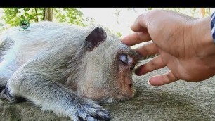 'Gentle touch comfort lonely old mama Lucy feel better,Feed extra food help Lucy more energy#4726'