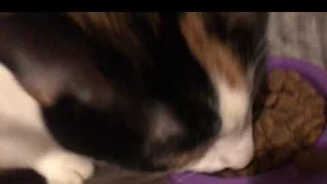 'My cat destroys her food'