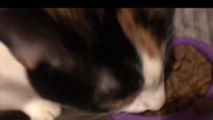 'My cat destroys her food'