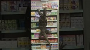 'giant monitor lizard entered a store after emerging from a local river in search of food.'