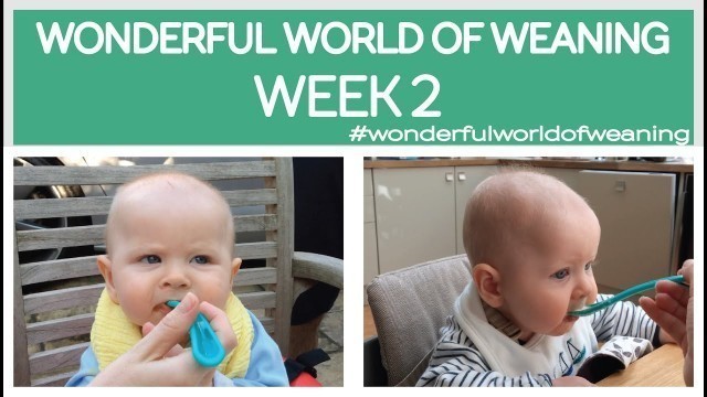 'WONDERFUL WORLD OF WEANING WEEK 2 - BABIES FIRST SOLID FOODS - BREAKFAST & LUNCH'