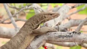 'Monitor lizard hunting an cooking/village cooking  style/ Find & Catches Monitor Lizard'