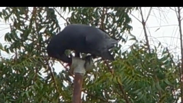 'Raven Stores extra food & Makes an unusual call'