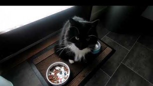 'Beutiful Cat Loves His Food'