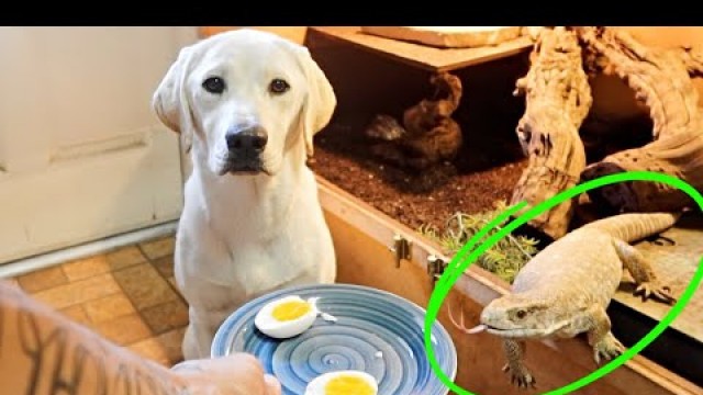 'Labrador Puppy and Monitor Lizard Review Food | UNLIKELY ANIMAL FRIENDSHIP!!'