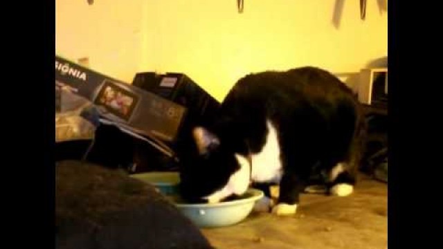 'Adorable Cat Loves Food   -vine'