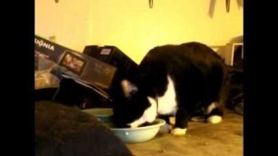 'Adorable Cat Loves Food   -vine'