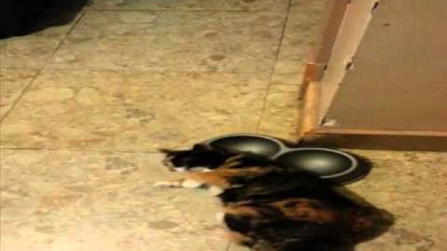 'cat loves dog\'s food dish'