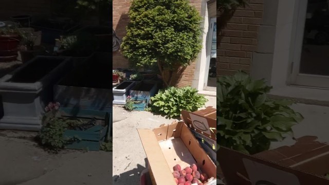 'Extra food pantry food.'