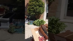 'Extra food pantry food.'