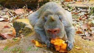 'Extra food for old mama Lucy, she very like and very happy / Monkey Post'