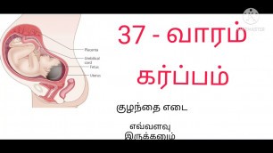 '37 week pregnancy in tamil/37 week baby development during pregnancy in tamil'