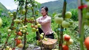 'Use tomato for Chinese food, and tomato sauce | 西紅柿剛成熟時，摘回來做西紅柿蛋湯青椒肉絲和幾個美食小菜，多的做成番茄醬 | 野小妹wild girl'