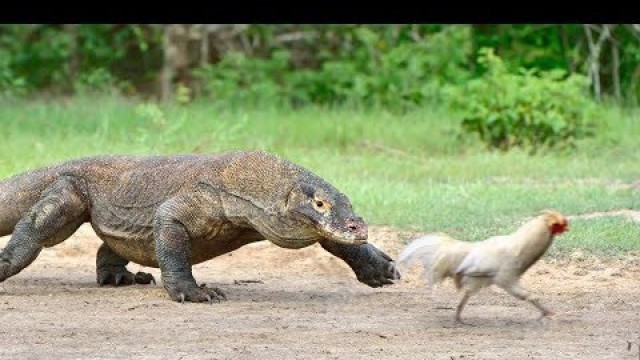 'GIANT LIZARD Chases a Chicken, Eats It'