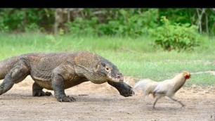 'GIANT LIZARD Chases a Chicken, Eats It'