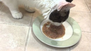 'Louie, the cat, tries a new food (loves it!)'