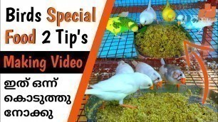 'Birds Special Food Making Video | How to Feed New Food for Fiches & Love Birds | MY PET PLANT'