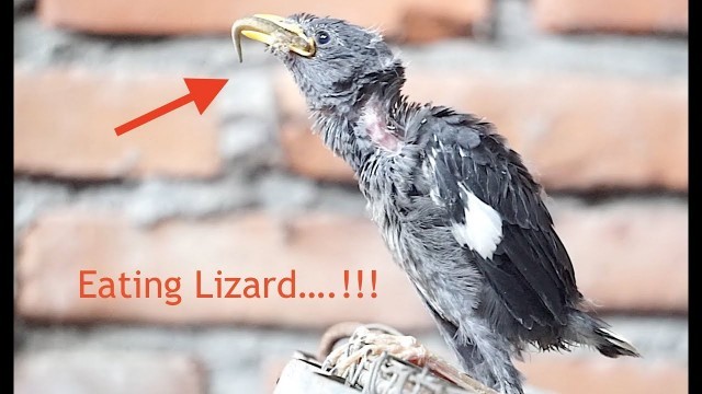 'Feeding Lizard to Baby Starling Bird - Day 8 After Rescue'