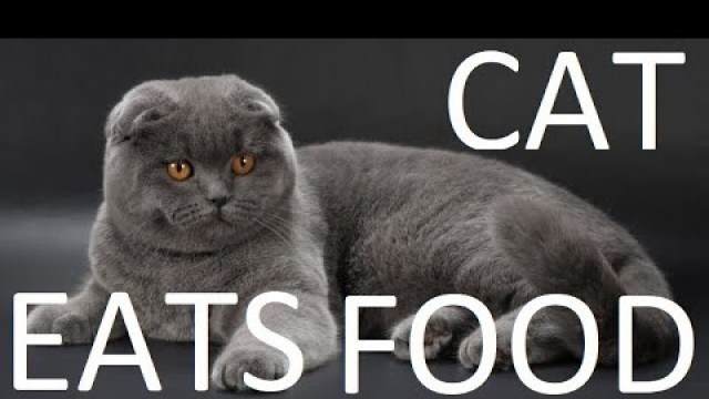 'SCOTTISH FOLD CAT  |  Funny Cat eats food'