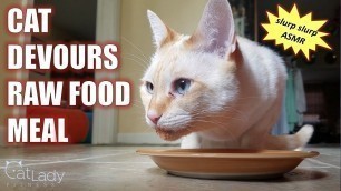 'Cat LOVES Eating Healthy, Homemade Raw Food (chewing & slurping ASMR) - Cat Lady Fitness'