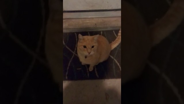 'Oliver The Cat'