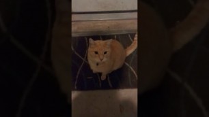 'Oliver The Cat'