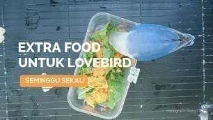 'Extra Food untuk Lovebird'