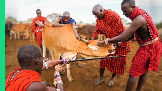 'RARE Cow Bleeding ritual in Kenya! (Already Demonetized / Support us on Patreon!)'