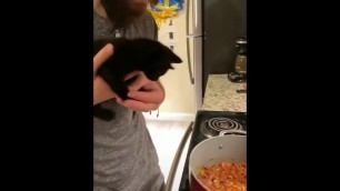 'when your cat loves chili #shorts'