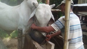 'Give cows extra food every day to keep them strong Cattle farm in the village'