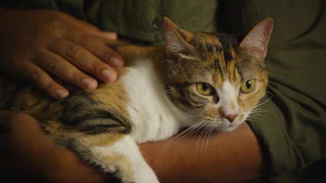 'This Picky Cat Loves Wellness Cat Food - Full'